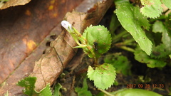 Bonnaya ruelloides