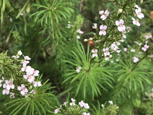 Stylidium adnatum (Stylidium adnatum)