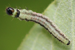 Psoricoptera gibbosella