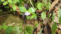 Bonnaya ruelloides