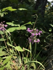 Allium allegheniense
