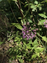 Allium allegheniense