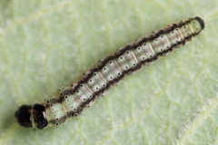 Psoricoptera gibbosella