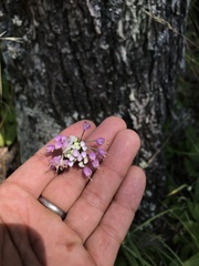 Allium allegheniense
