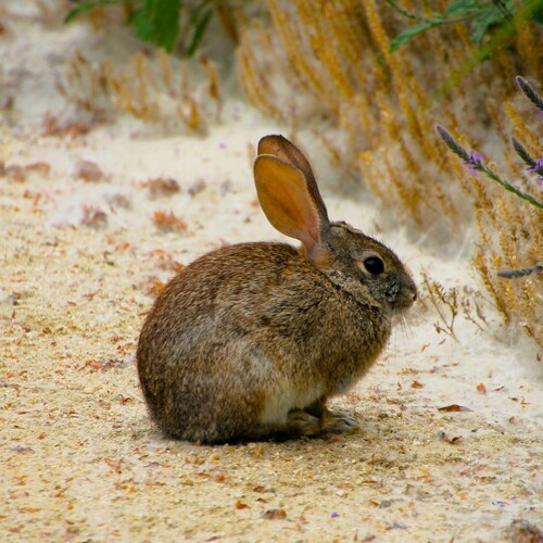 iNaturalist observation photo of Desert Cottontail