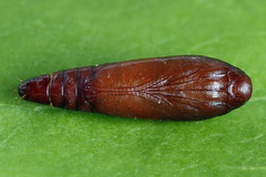 Psoricoptera gibbosella
