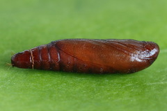 Psoricoptera gibbosella