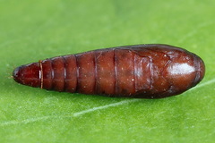 Psoricoptera gibbosella