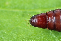 Psoricoptera gibbosella