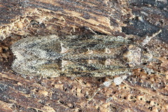 Psoricoptera gibbosella
