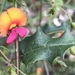 Holly Flame Pea - Photo (c) Ann Bentley, some rights reserved (CC BY), uploaded by Ann Bentley