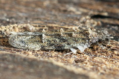 Psoricoptera gibbosella
