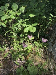 Allium allegheniense