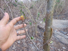 Jatropha mollissima