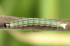 Psoricoptera speciosella