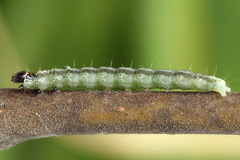 Psoricoptera speciosella