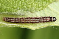 Psoricoptera speciosella