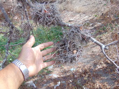 Tillandsia recurvata