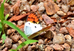 Colotis annae annae