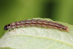 Psoricoptera speciosella