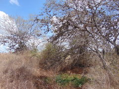 Tillandsia recurvata