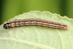 Psoricoptera speciosella