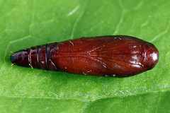 Psoricoptera speciosella