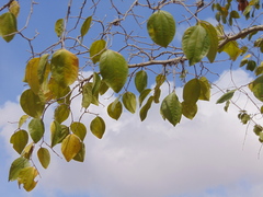 Sarcomphalus joazeiro