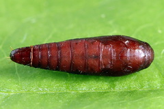 Psoricoptera speciosella