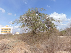 Sarcomphalus joazeiro