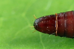 Psoricoptera speciosella