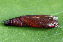 Psoricoptera speciosella