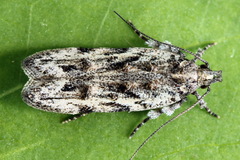 Psoricoptera speciosella
