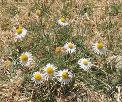 Aphanostephus riddellii