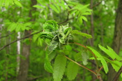 Recurvaria leucatella