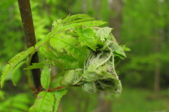 Recurvaria leucatella