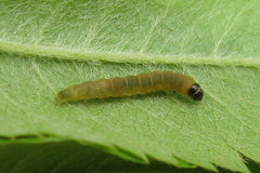 Recurvaria leucatella