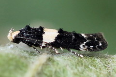 Recurvaria leucatella