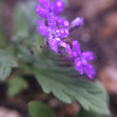 Image of Mountain Mock Vervain (Glandularia elegans) by (c) Carlos Martorell, some rights reserved (CC BY)