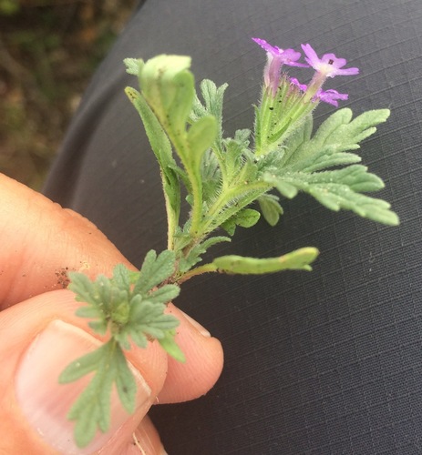 Image of Mountain Mock Vervain (Glandularia elegans) by (c) Carlos Martorell, some rights reserved (CC BY)