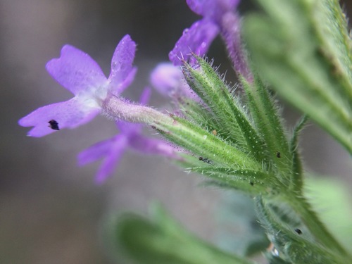 Mountain Mock Vervain (Glandularia elegans)