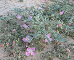 Oenothera canescens