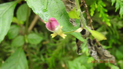 Tricyrtis