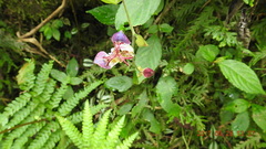 Tricyrtis