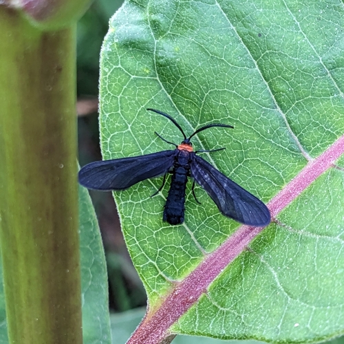 Grapeleaf Skeletonizer Moth photo 4