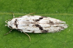 Stenolechia gemmella