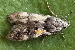 Teleiodes luculella