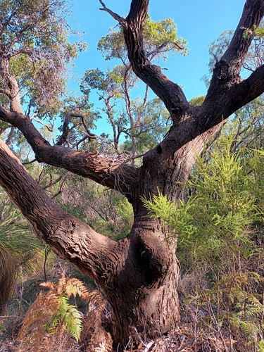 Corymbia ficifolia iNat (1)