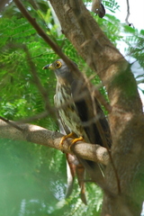 Hierococcyx nisicolor