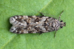 Teleiopsis diffinis